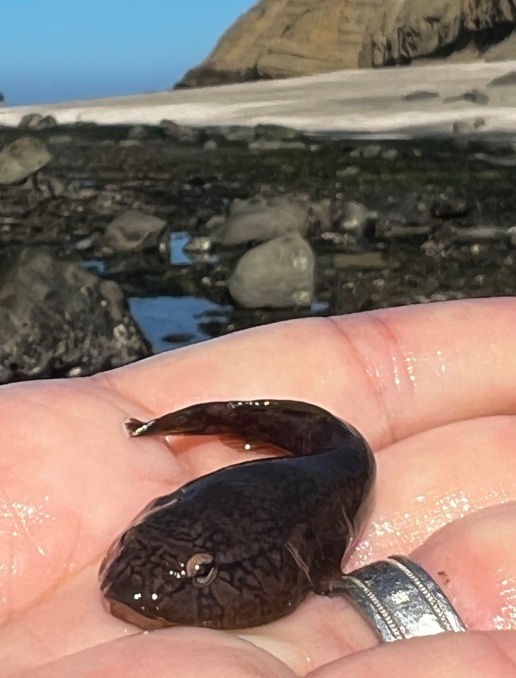 Tadpole Fish